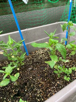 神田藍＠徳島県徳島市