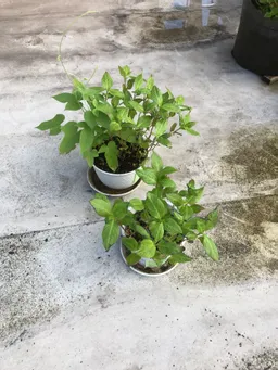 新しく２鉢入居しました。
土を少し増やし、肥料を加えました。