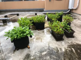 今朝の状況です。
毎朝水やりをしていますが、昨晩からの雨で今朝はゆっくりです。