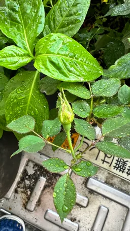 今年から水やりキットを大きく再編して梅雨もあって、朝の水やりをサボってる隙に　黄色の薔薇が２つ蕾をつけてました。枯れちゃうかな？

藍はそろそろ1番刈り出来そうな気配も。