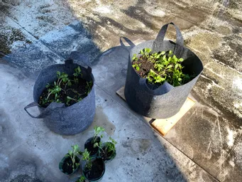 東京楠堂様
分家にでます👍