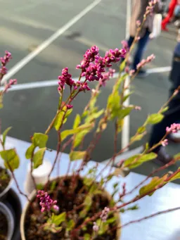 10月28日（土）神田駅東地区　神田縁起市＠旧今川中学校校庭にて　東松下町会様のブースをお借りしています。たくさんの方に藍の花をご覧いただきました！