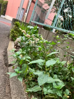 神田ではないのですが、自宅の周辺に植えてみました。植えたのは遅かったのですがようやく花芽が出てき始めました。