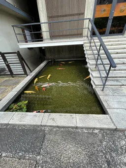 綺麗な鯉がいるの気づかなかった