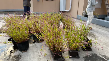 東京楠堂さんの屋上で育てている藍は花が綺麗に咲いててすごーい！