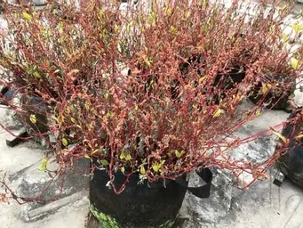 2024年　神田藍の花が枯れ始め、お楽しみのタネ収穫が近くなりました。
興産信金本店藍・ハゴロモ藍・かがやきプラザ藍・東京楠堂藍です