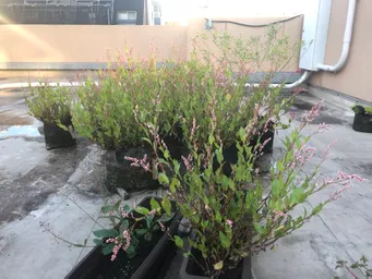 おはようございます。
今朝の屋上の藍です。ほぼ満開です。