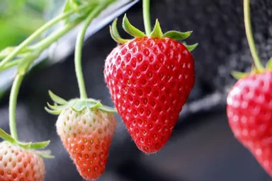 岡山フルーツ農園