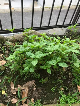 屋上の藍ではないですが、自宅の庭に地植えした藍です。順調に成長しています。