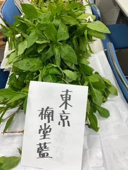 東松下町会納涼祭りにて、生葉ハンカチ染めをしてきました。
皆さまが、栽培している藍が勢揃い💕
子どもたちもご家族も喜んでくださいました。
60組ほどご参加くださいました！