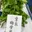 東松下町会納涼祭りにて、生葉ハンカチ染めをしてきました。
皆さまが、栽培している藍が勢揃い💕
子どもたちもご家族も喜んでくださいました。
60組ほどご参加くださいました！