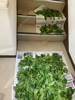 猛暑の日、屋上の温度計は37℃。藍の葉を刈り取りました。この天気ですぐカラカラになってくれるでしょう。