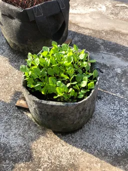 今朝の様子です。
しっかりと育っています。今週は暑くなるので水やりを忘れないようにしなければ。