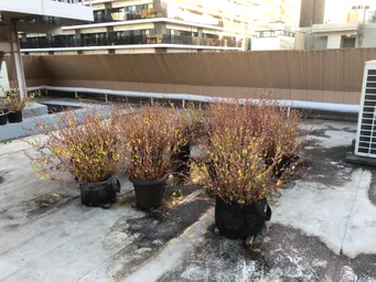 昨日の屋上の藍です。
弾け始めました。種子が落ちてます。