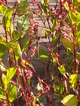 楠堂屋上の藍です。
夏季休業中は柳森神社と関さんの所に預かっていただき乗り切りました。去年より花穂が大きい様に思います。