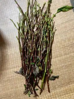 こぼれダネからの発芽で生長が早かったのを刈り取りしてみました。
ここから、また発根させて育ててみます。
昨年より1か月早いな。