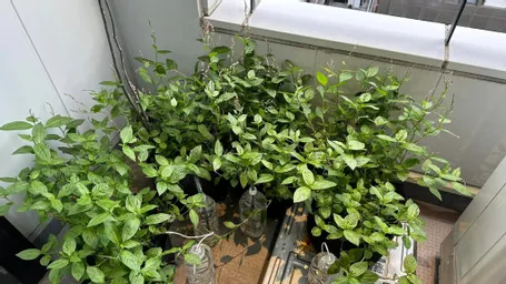 神田藍の会事務所（ダンクソフト藍）