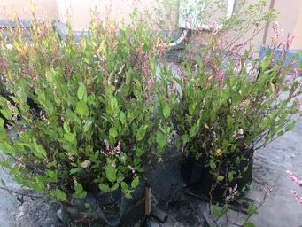 おはようございます。
今朝の屋上の藍です。ほぼ満開です。