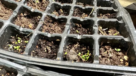 2023年4月4日　夕方、水やりしようかと見たら　芽が出始めてます！　苗床なので水やりが心配でスプレーでしっかりやってます。　見守りカメラも室外用に変えて　乾かないかをチェックしてます。