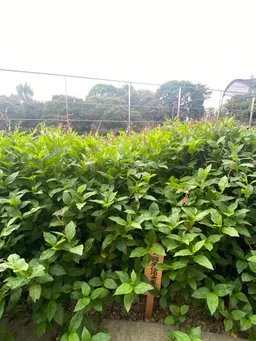 かがやきプラザはただいま、満開中です