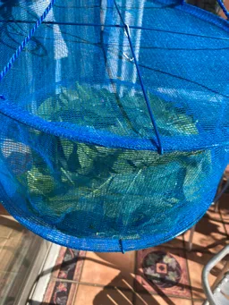 葉を収穫して干しています。