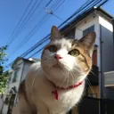 峯岸 由美子
