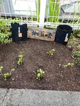 神田明神様　種まき、植え替えを、