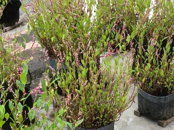 おはようございます。
ほぼ満開でしょうか。
小さな蜂🐝が数匹飛んでいます。