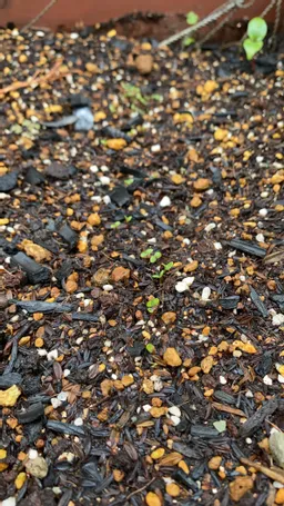 ハゴロモ藍発芽