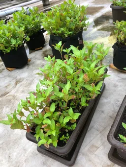 おはようございます。
昨日からの雨で今朝も水やりはしなくてよさそうです。赤くなっている葉っぱが多いので一度刈り取り乾燥葉を作ろうかと思います。