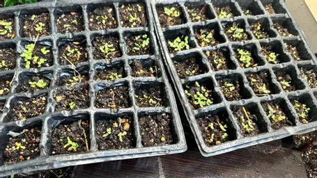 ２０２３年４月６日　　雑に蒔いた割には　揃って芽が出てきてます。　