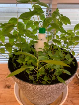 神田藍＠ダンクソフト徳島オフィス